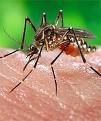 Si una aguja usada puede transmitir el virus del sida, ¿porqué no los mosquitos?